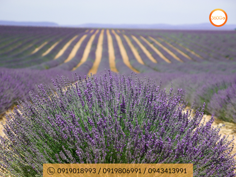 Cao nguyên Valensole - Biển hoa tím bất tận - Du lịch 360Go